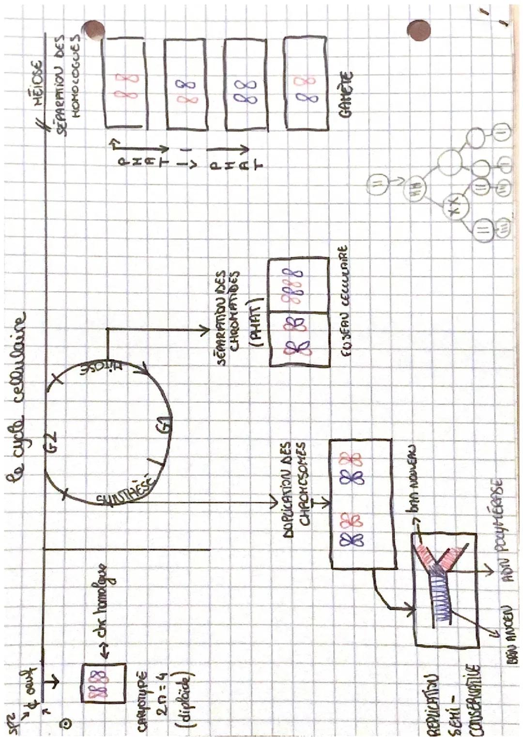 LE CYCLE CELLUCAIRE
1. Stabilite caryotype au cours des cycles de dop.
→> non sexuelle
las. chrs peuvent être regroupas par
paines de chr ho