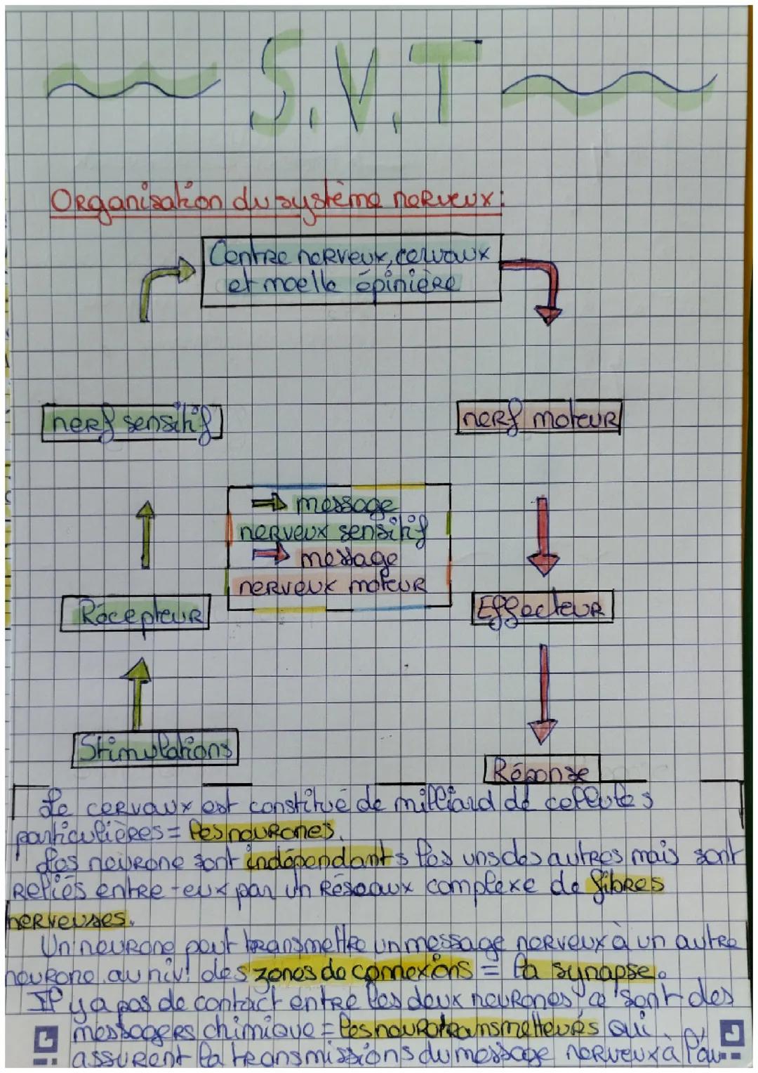 Le Fonctionnement du Système Nerveux
