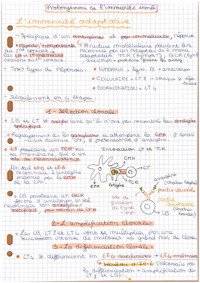 Know  L’immunité adaptative  thumbnail