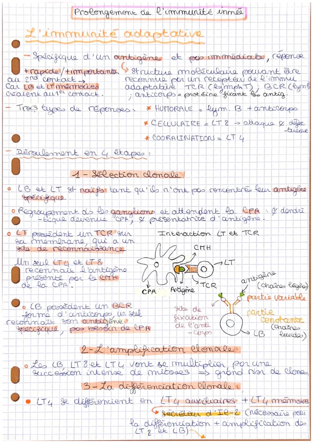 Prolongement de l'immunité immée
L'immunité adaptative
- Spécifique d'un antigène et pos immediate, réponse
16 structure moléculaire pouvant