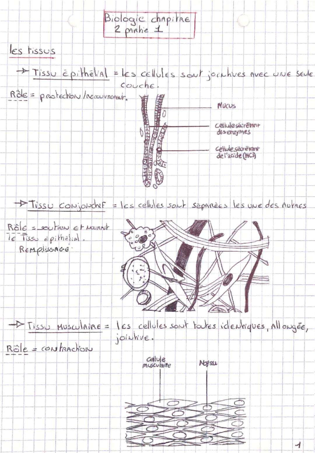 les tissus
Biologie chapitre
2 partie 1
→ Tissu Epithelial = les cellules sont join hues.
couche.
Rôle = protection /necouvrements.
MUCUS
AV