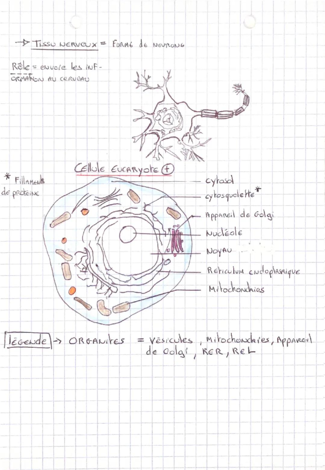 les tissus
Biologie chapitre
2 partie 1
→ Tissu Epithelial = les cellules sont join hues.
couche.
Rôle = protection /necouvrements.
MUCUS
AV