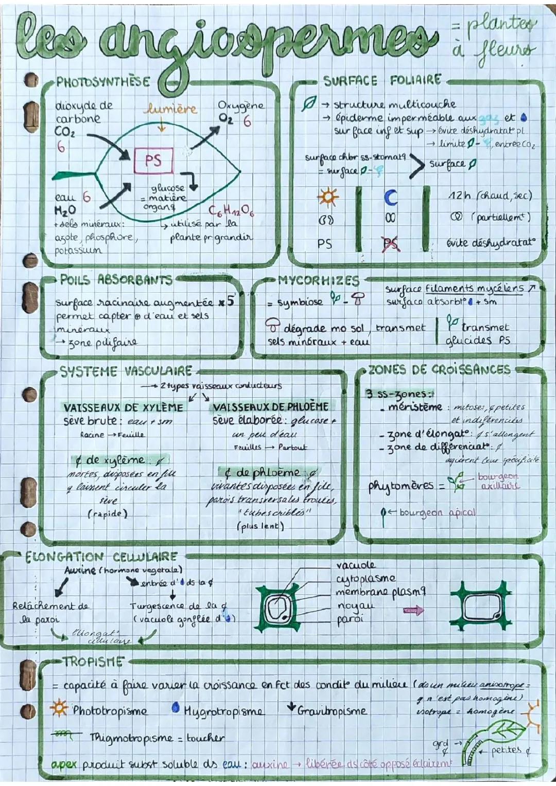 Tous les Sujets et Corrigés SVT Bac 2023 : Polynésie, Plantes et Plus !