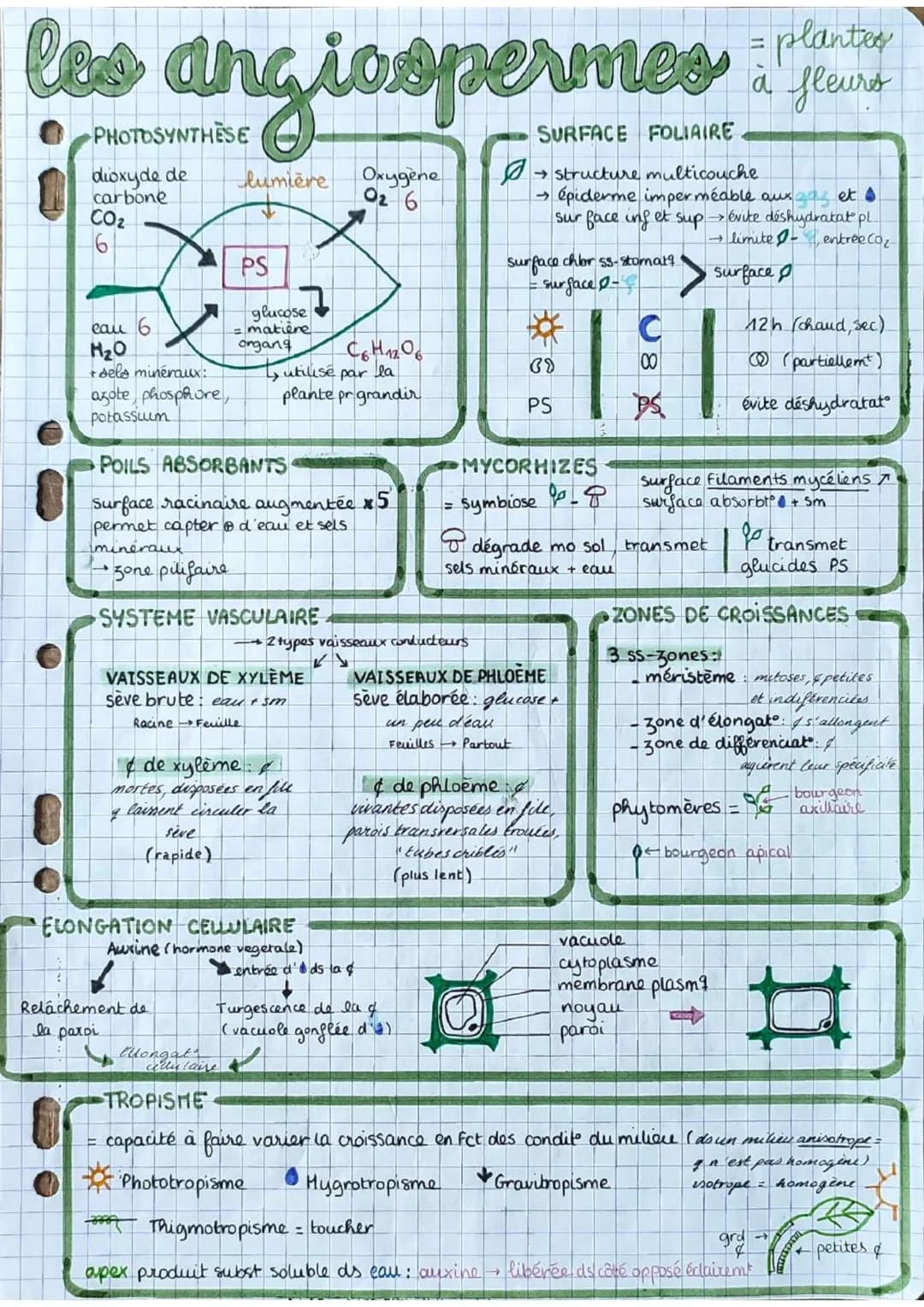 los angiospermes s
= plantes
à fleurs
dioxyde de
carbone
CO₂
6
eau 6
H₂O
+ dels minéraux:
azote phosphore,
potassium
E
lumière
PS
seve
(rapi