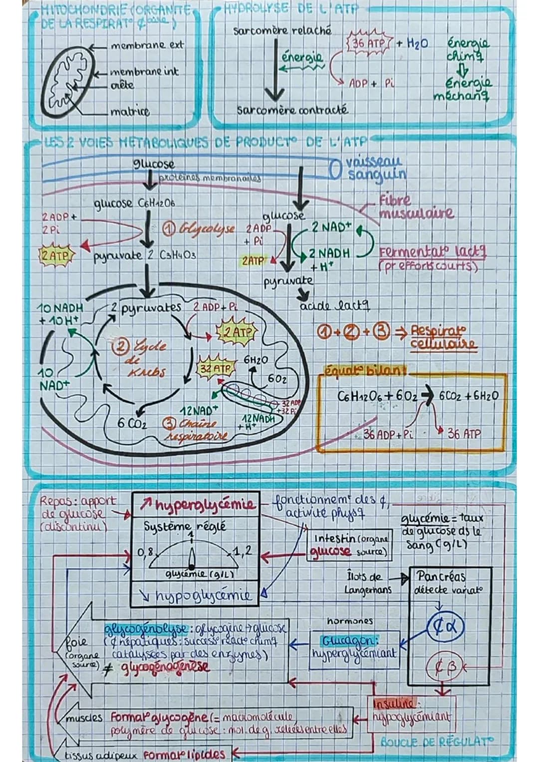 los angiospermes s
= plantes
à fleurs
dioxyde de
carbone
CO₂
6
eau 6
H₂O
+ dels minéraux:
azote phosphore,
potassium
E
lumière
PS
seve
(rapi