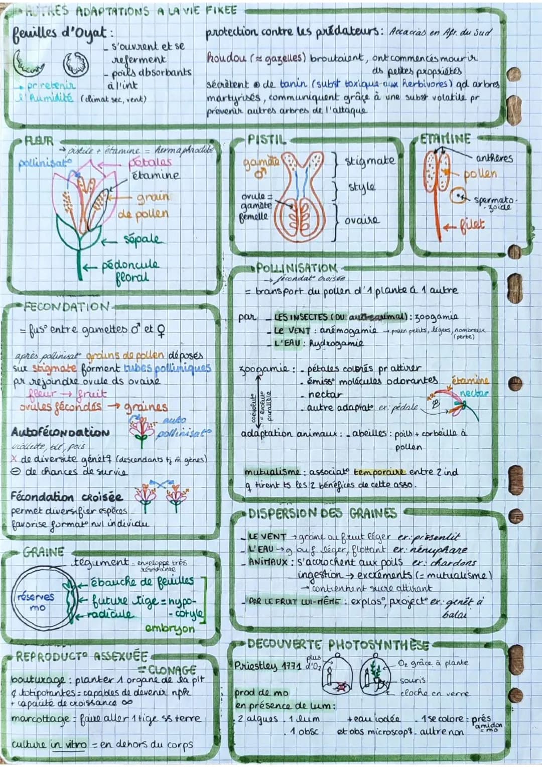 los angiospermes s
= plantes
à fleurs
dioxyde de
carbone
CO₂
6
eau 6
H₂O
+ dels minéraux:
azote phosphore,
potassium
E
lumière
PS
seve
(rapi