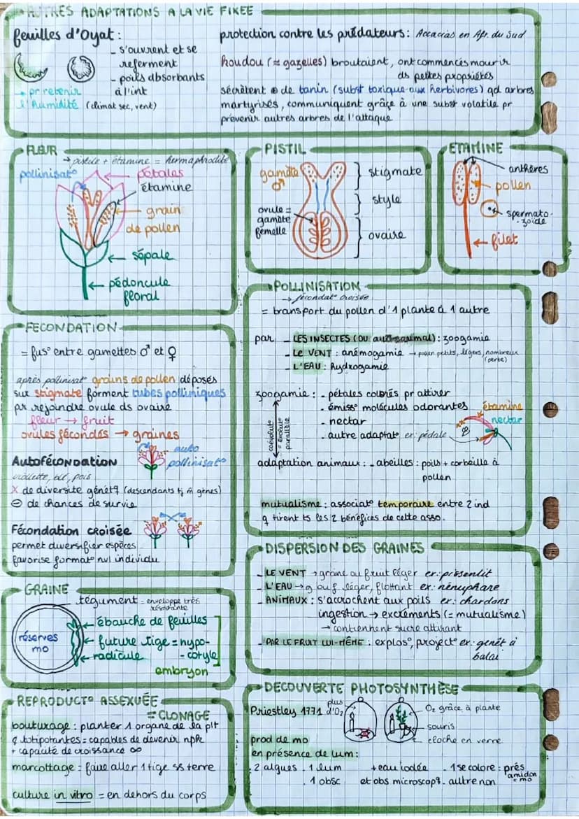 los angiospermes s
= plantes
à fleurs
dioxyde de
carbone
CO₂
6
eau 6
H₂O
+ dels minéraux:
azote phosphore,
potassium
E
lumière
PS
seve
(rapi