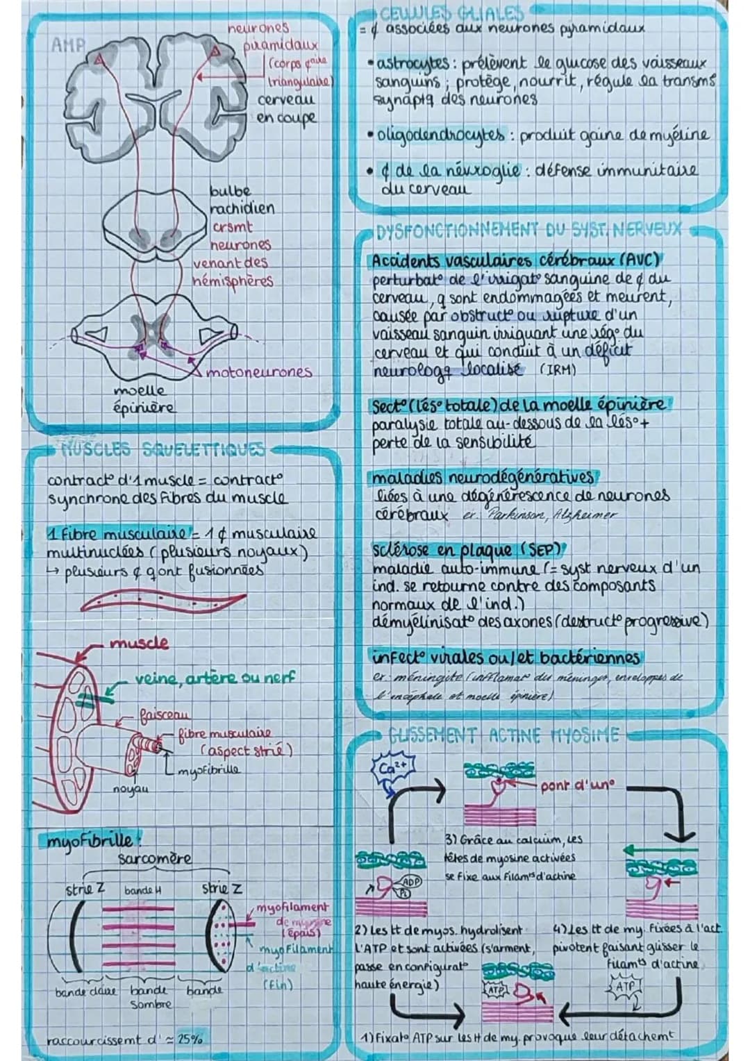 los angiospermes s
= plantes
à fleurs
dioxyde de
carbone
CO₂
6
eau 6
H₂O
+ dels minéraux:
azote phosphore,
potassium
E
lumière
PS
seve
(rapi