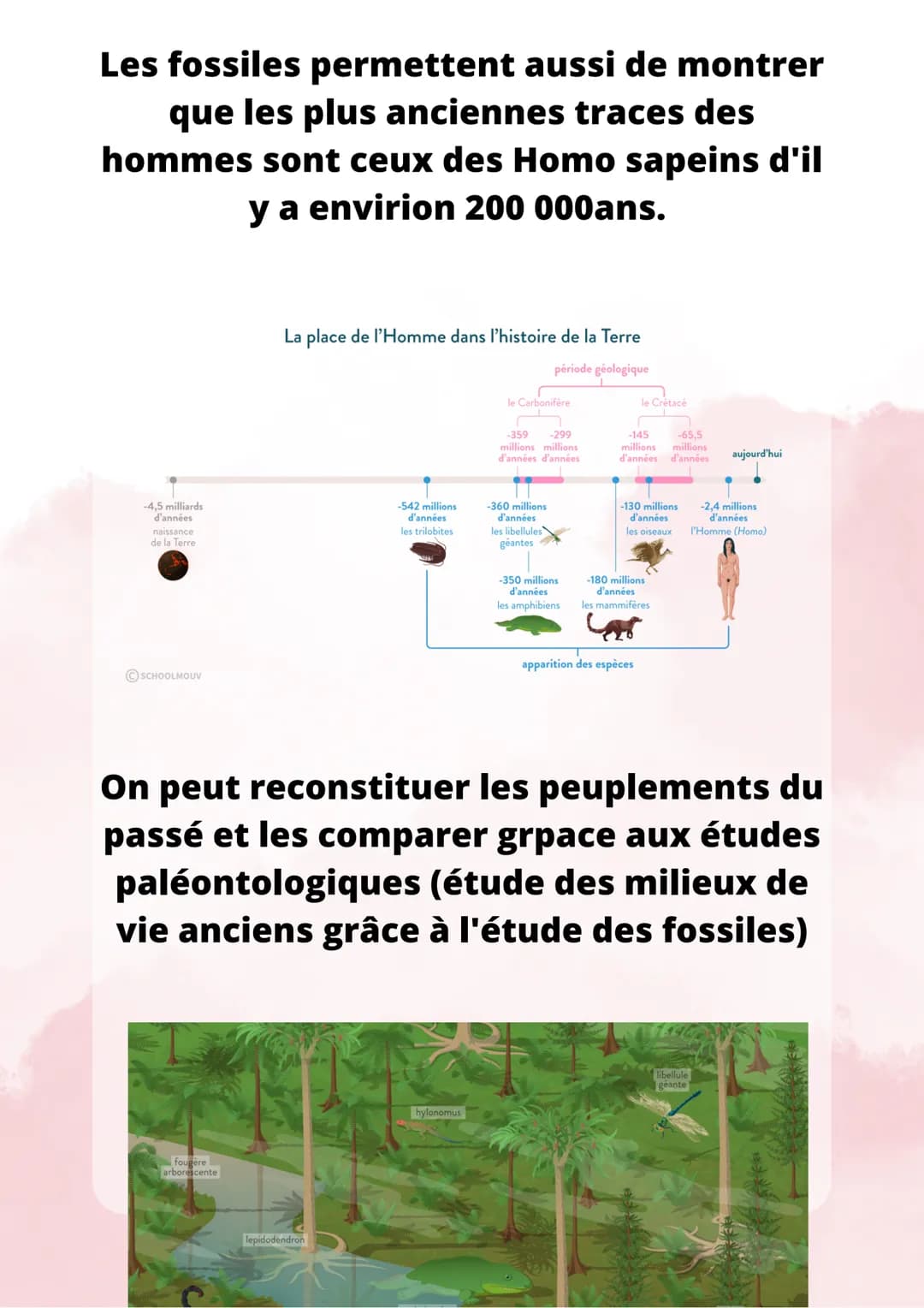 L'évolution des espèces
Grace aux fossiles, on peut mettre en
évidence les espèces vivantes qui sont
disparues. Les premiers fossils ont été