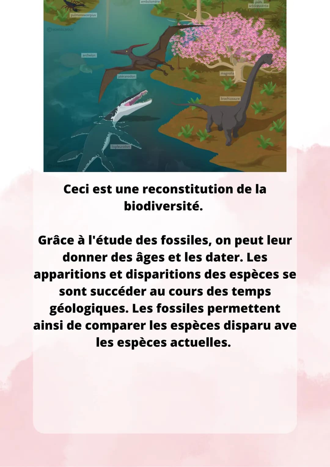 L'évolution des espèces
Grace aux fossiles, on peut mettre en
évidence les espèces vivantes qui sont
disparues. Les premiers fossils ont été