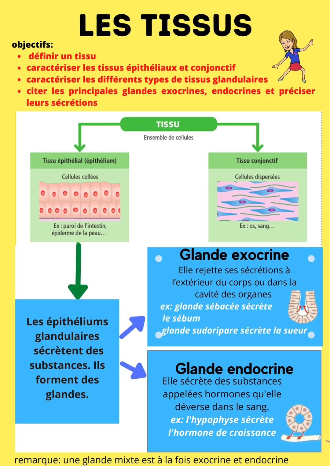 objectifs:
LES TISSUS
●
définir un tissu
• caractériser les tissus épithéliaux et conjonctif
• caractériser les différents types de tissus g