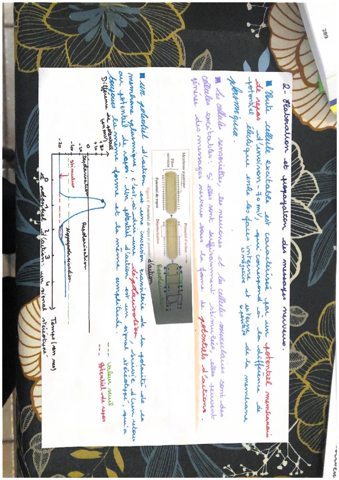 289

2. Flaboration et popayalion des messages nerveno

Boute cellule excitable est caractérisée par un potentiel memhanaia
de repas d'envir
