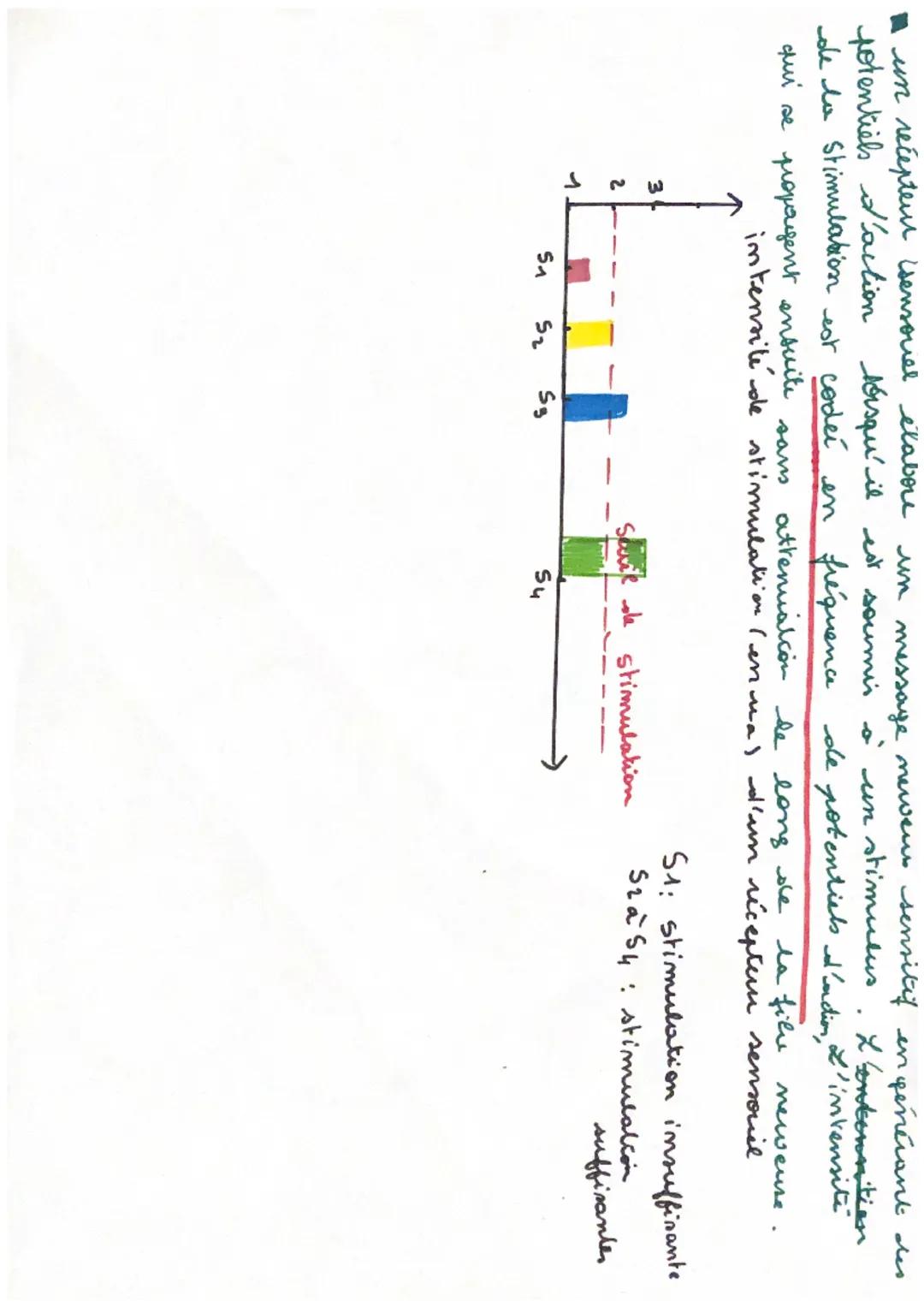 289

2. Flaboration et popayalion des messages nerveno

Boute cellule excitable est caractérisée par un potentiel memhanaia
de repas d'envir
