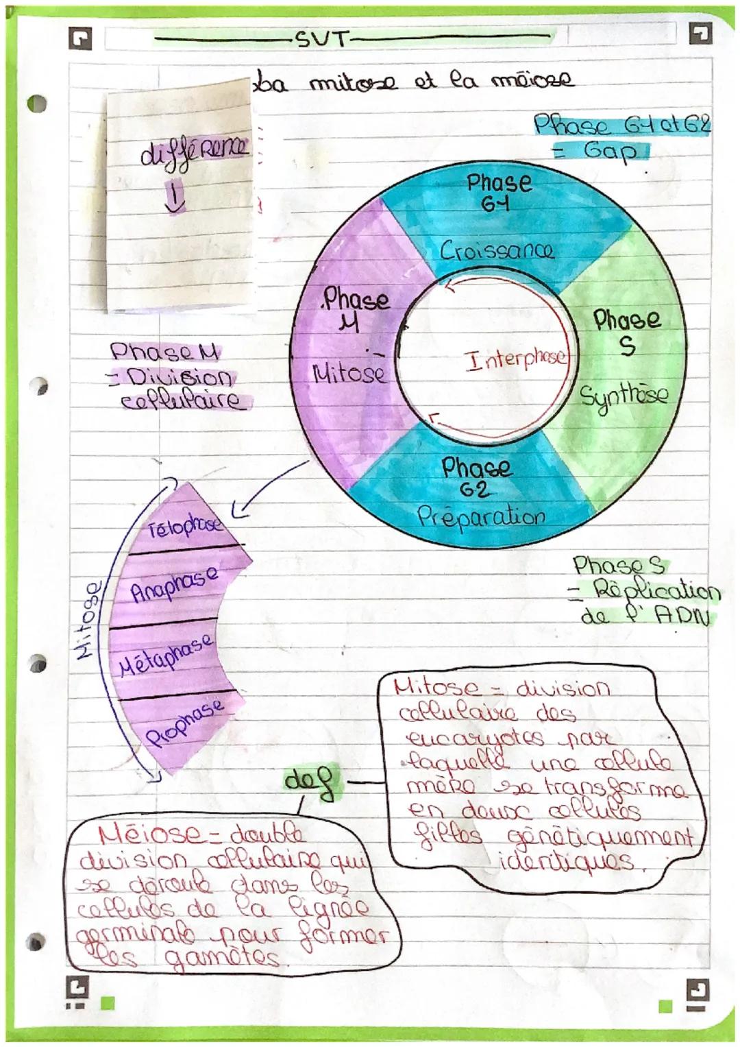 -SUT-

ba mitose et la méioze

différence
↓

Phase
M

Phase M
- Division
ceflupaire

Mitose

Télophase

Anaprase

Métaphase

Prophase

Mitos