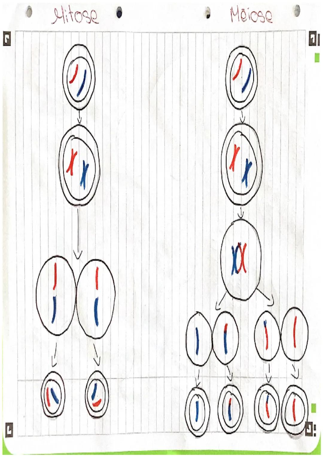 -SUT-

ba mitose et la méioze

différence
↓

Phase
M

Phase M
- Division
ceflupaire

Mitose

Télophase

Anaprase

Métaphase

Prophase

Mitos