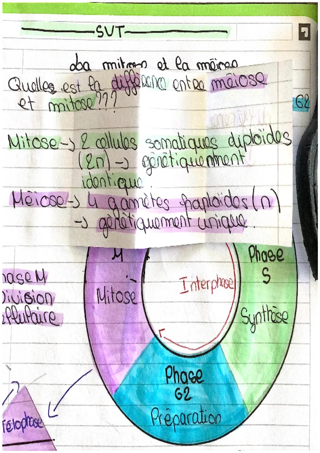 -SUT-

ba mitose et la méioze

différence
↓

Phase
M

Phase M
- Division
ceflupaire

Mitose

Télophase

Anaprase

Métaphase

Prophase

Mitos