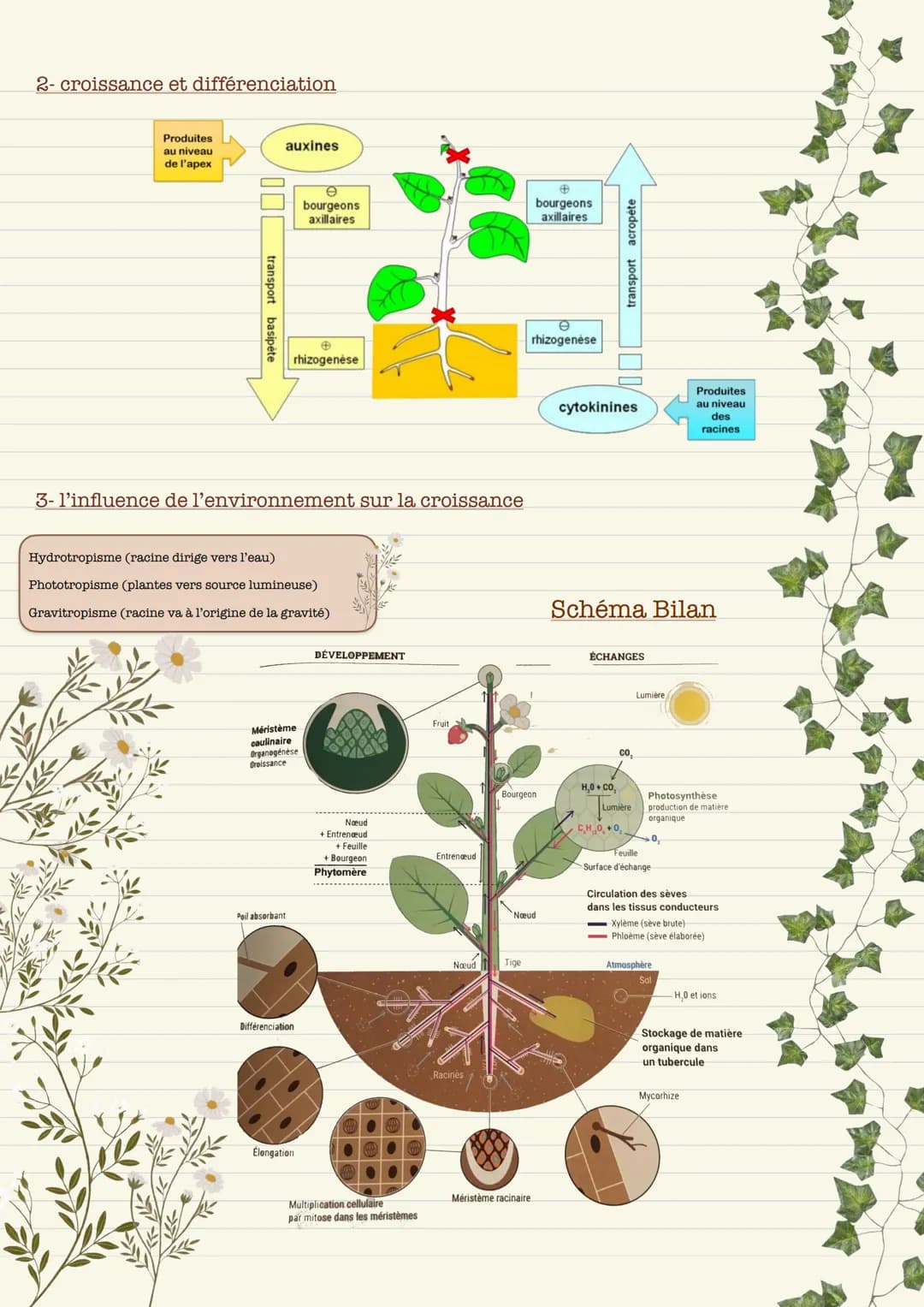 Définition:
Stomate ouverture naturelle sur l'épiderme de la tige ou de la feuille, qui assure des échanges gazeux avec le milieu extérieur.