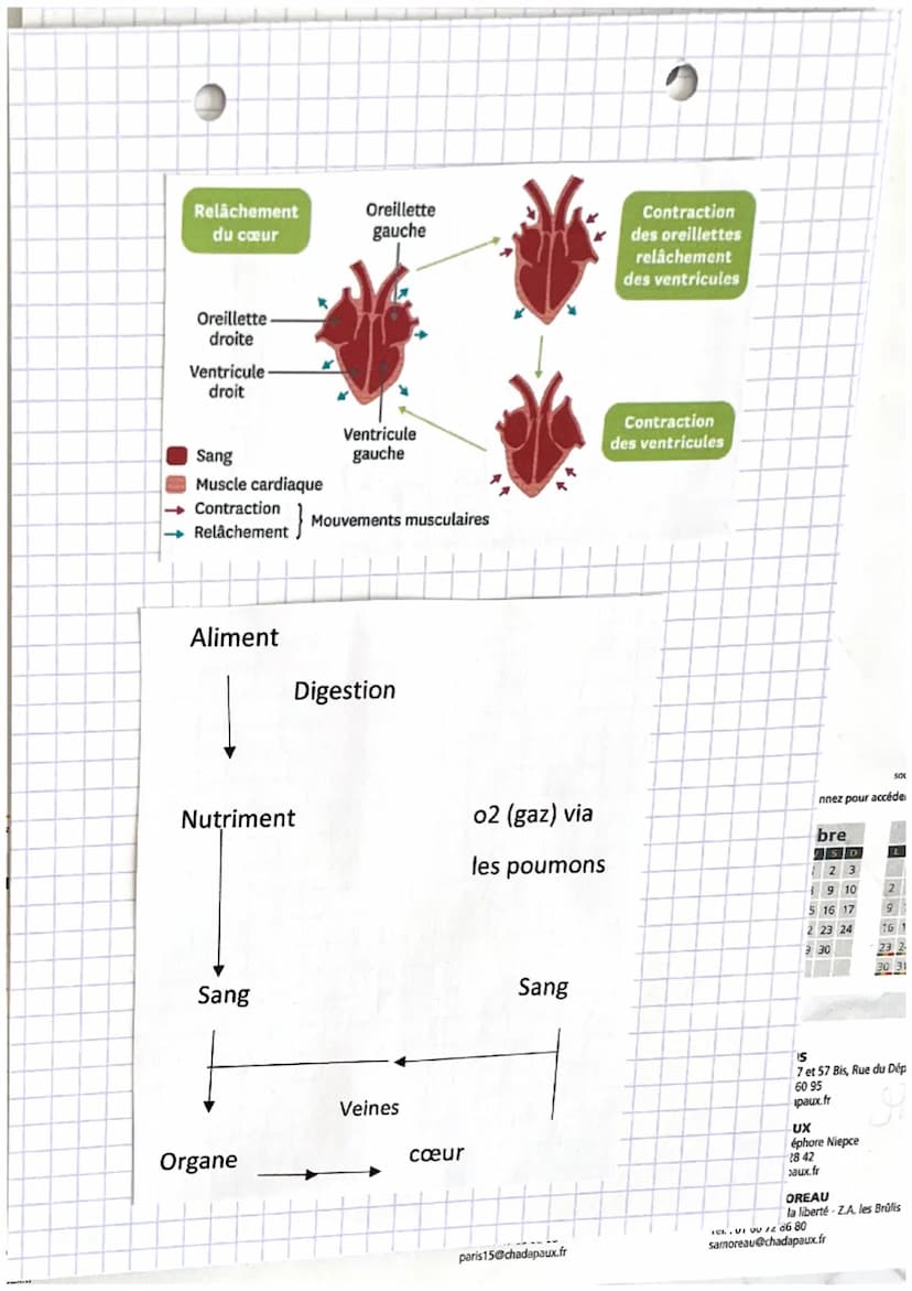 z,
1:
Ə
SVT
Chapitre 4: Systeme de transport
47
chez les animaux et les
régétaux
a
)
Mots-clés
• Une aptope vaisseau transportant le
ou l' h