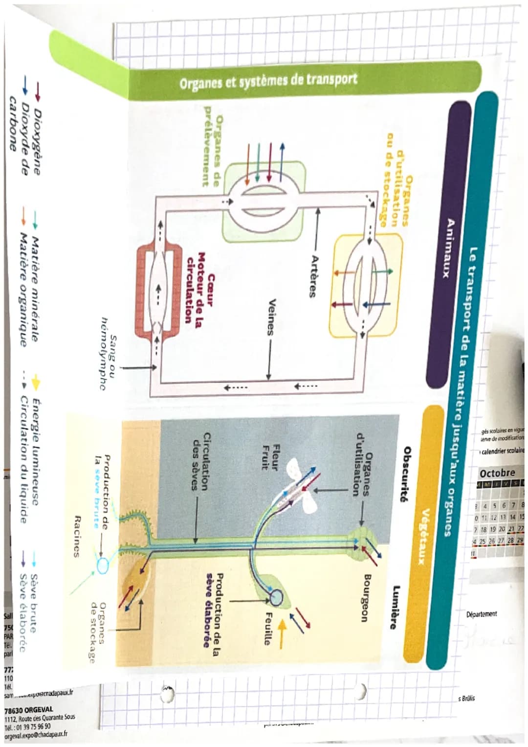 z,
1:
Ə
SVT
Chapitre 4: Systeme de transport
47
chez les animaux et les
régétaux
a
)
Mots-clés
• Une aptope vaisseau transportant le
ou l' h