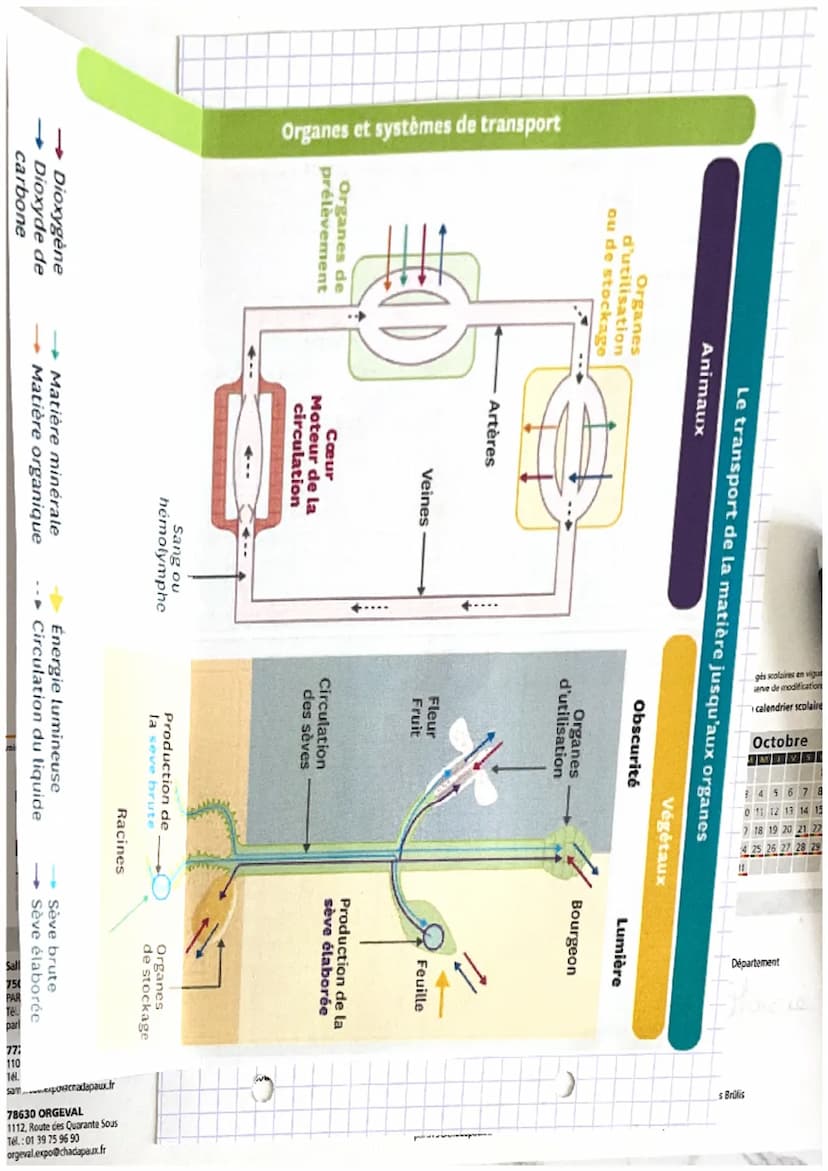 z,
1:
Ə
SVT
Chapitre 4: Systeme de transport
47
chez les animaux et les
régétaux
a
)
Mots-clés
• Une aptope vaisseau transportant le
ou l' h