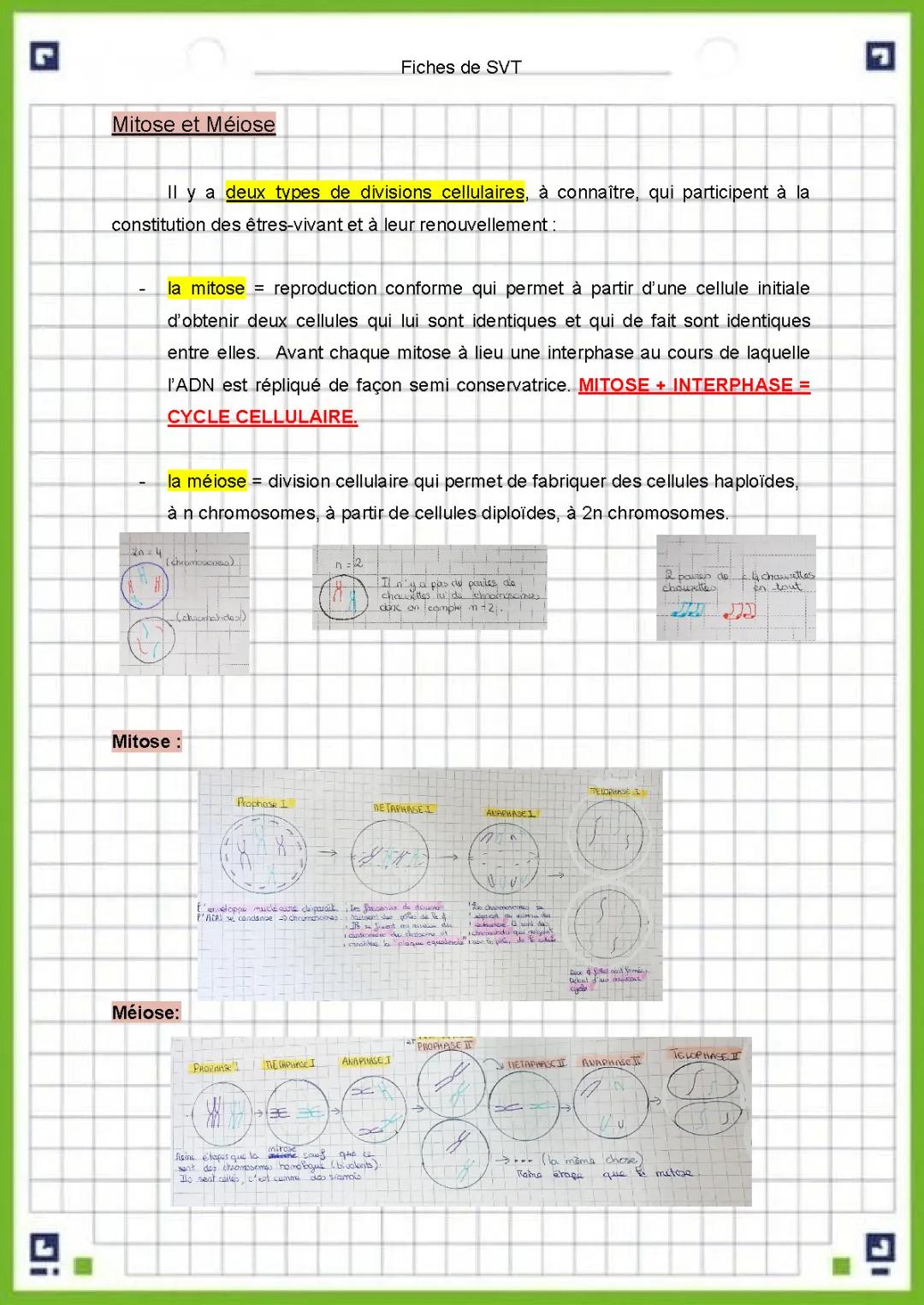 Schéma Mitose et Méiose: PDF, Divisions Cellulaires et Phases