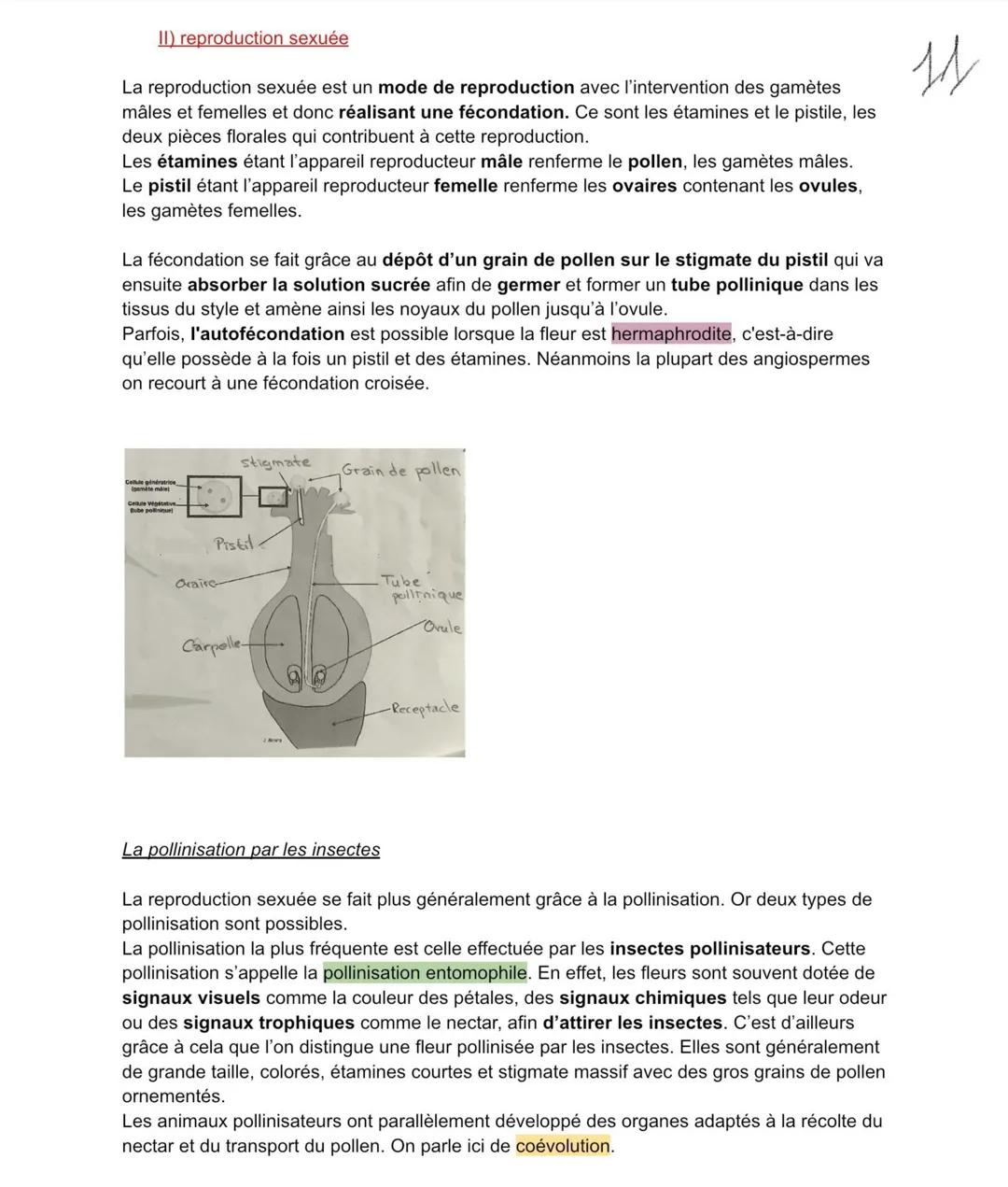 Développement
Les plantes ont une croissance orientée vers la lumière, comme les coléoptères des
céréales par exemple. On parle de phototrop