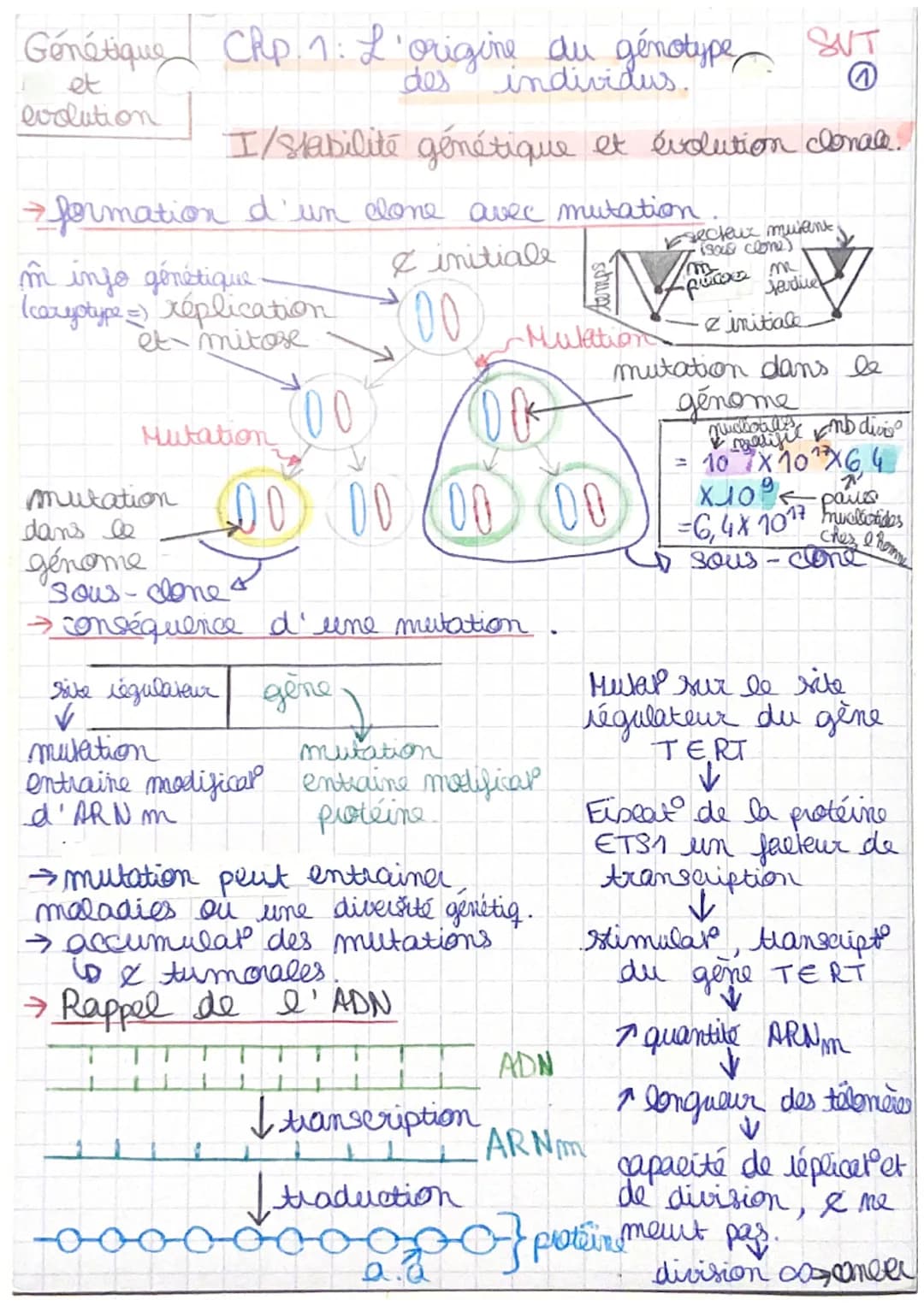Génétique CRp. 1: L'origine du génotype
et
des
individus.
evolution
I/ stabilité génétique et évolution clonale!
→ formation d'un clone avec