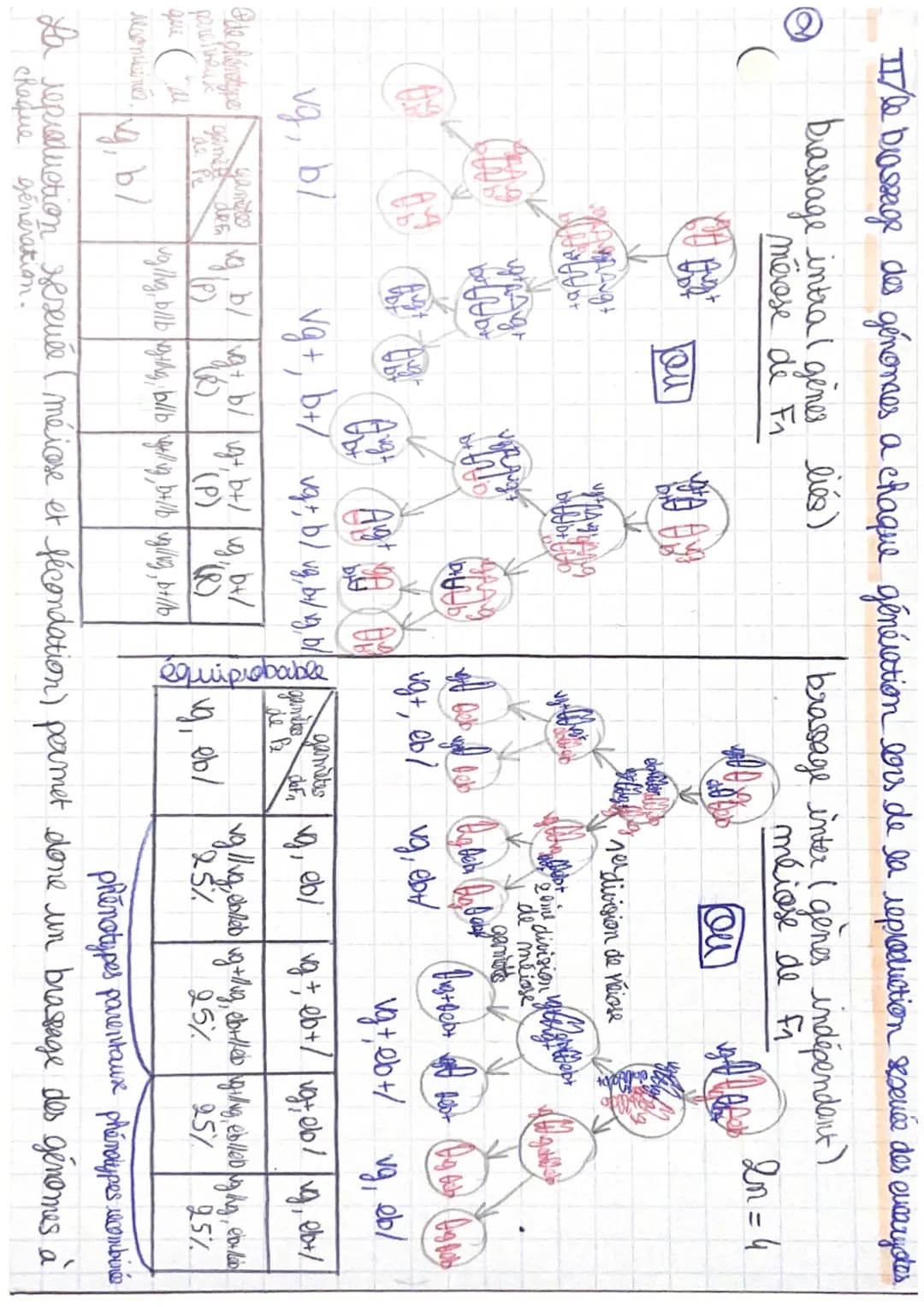 Génétique CRp. 1: L'origine du génotype
et
des
individus.
evolution
I/ stabilité génétique et évolution clonale!
→ formation d'un clone avec