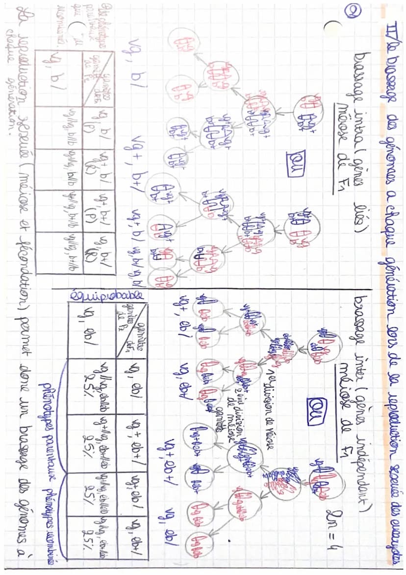 Génétique CRp. 1: L'origine du génotype
et
des
individus.
evolution
I/ stabilité génétique et évolution clonale!
→ formation d'un clone avec