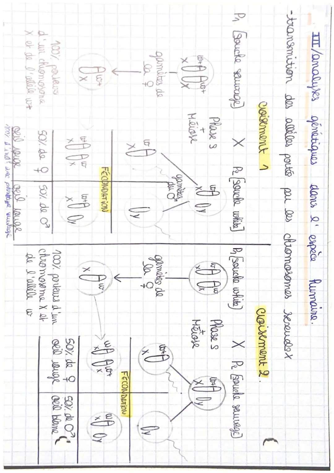 Génétique CRp. 1: L'origine du génotype
et
des
individus.
evolution
I/ stabilité génétique et évolution clonale!
→ formation d'un clone avec