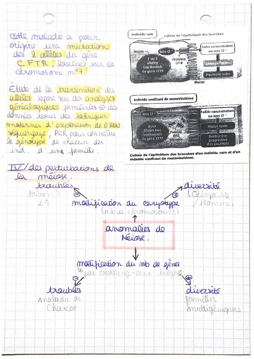 Génétique CRp. 1: L'origine du génotype
et
des
individus.
evolution
I/ stabilité génétique et évolution clonale!
→ formation d'un clone avec