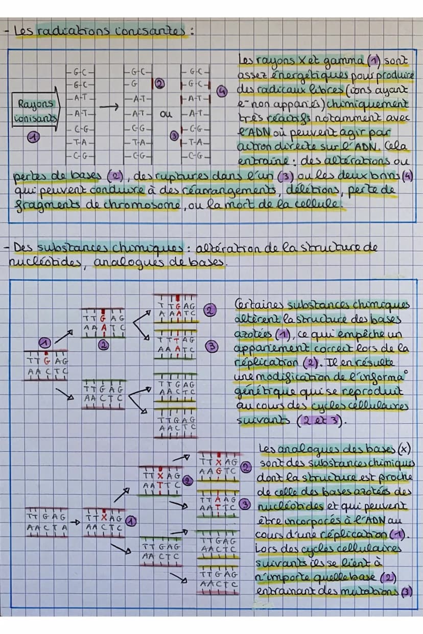 3 types de mutations
ponctuelles
ITGAG
AAC TC
V
Rayons
UV
+
|--G-C-
G-(_
- A-T-
-A-T-
CGL
LT-A-
-C-G-
TTA AG
ААТ Т с
(2)
-G-C +
-G-C-
LAT-
A