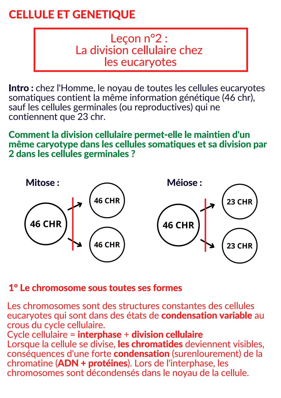 Comprendre la Division Cellulaire: Mitose et Méiose pour Enfants