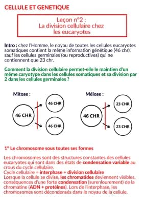 Know La division cellulaire chez les eucaryotes - spé SVT thumbnail