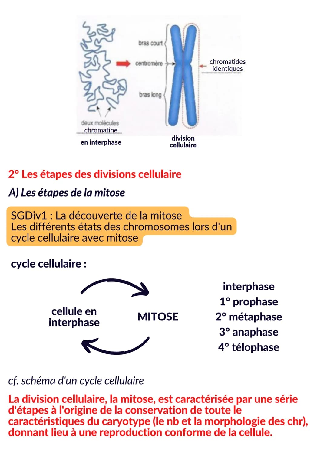 CELLULE ET GENETIQUE
Intro : chez l'Homme, le noyau de toutes les cellules eucaryotes
somatiques contient la même information génétique (46 