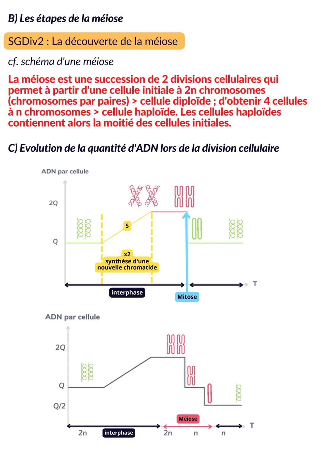 CELLULE ET GENETIQUE
Intro : chez l'Homme, le noyau de toutes les cellules eucaryotes
somatiques contient la même information génétique (46 