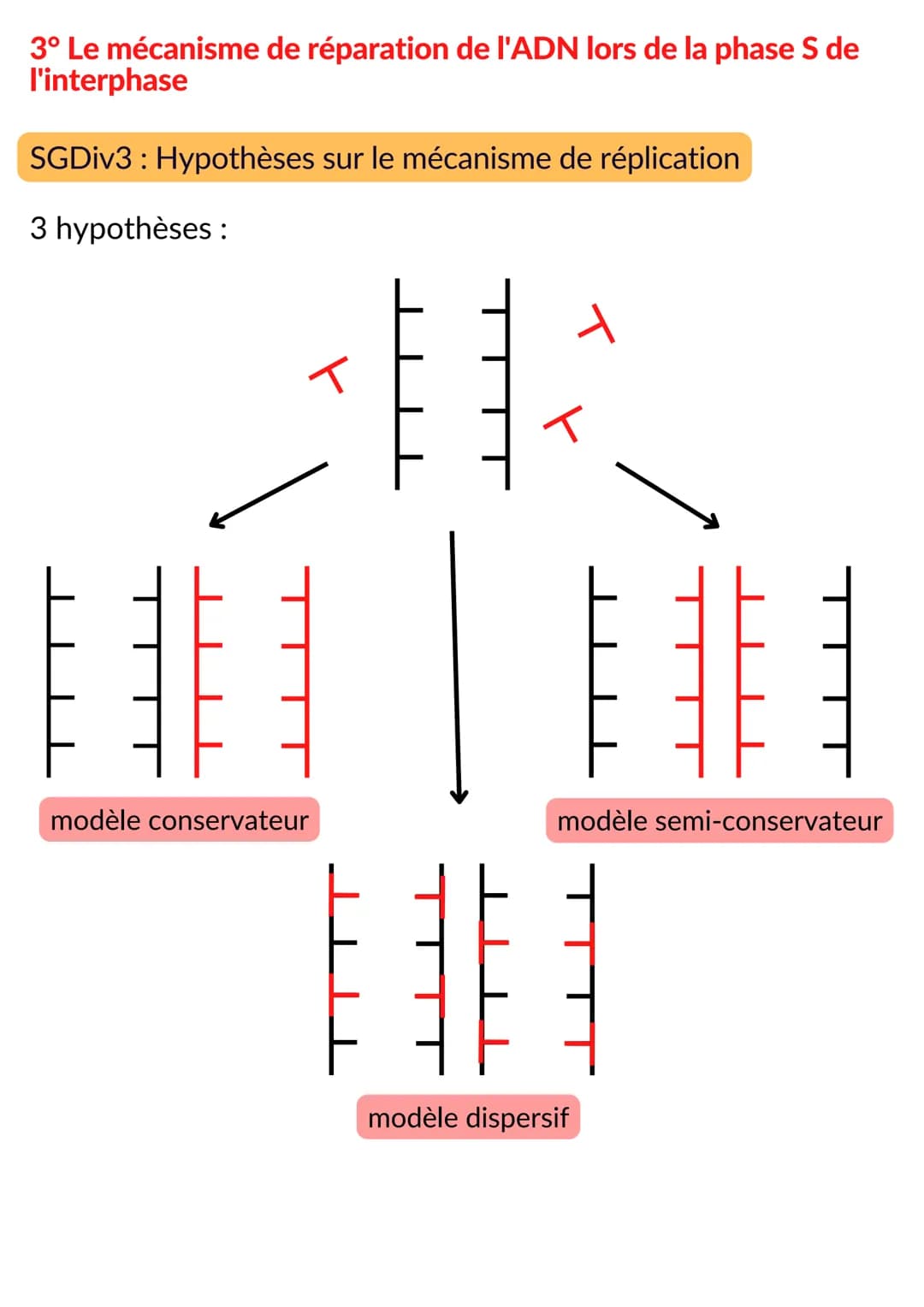 CELLULE ET GENETIQUE
Intro : chez l'Homme, le noyau de toutes les cellules eucaryotes
somatiques contient la même information génétique (46 