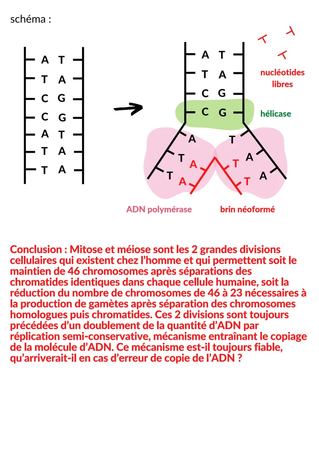 CELLULE ET GENETIQUE
Intro : chez l'Homme, le noyau de toutes les cellules eucaryotes
somatiques contient la même information génétique (46 