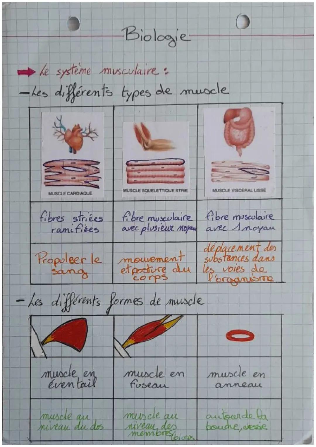 Le système musculaires.