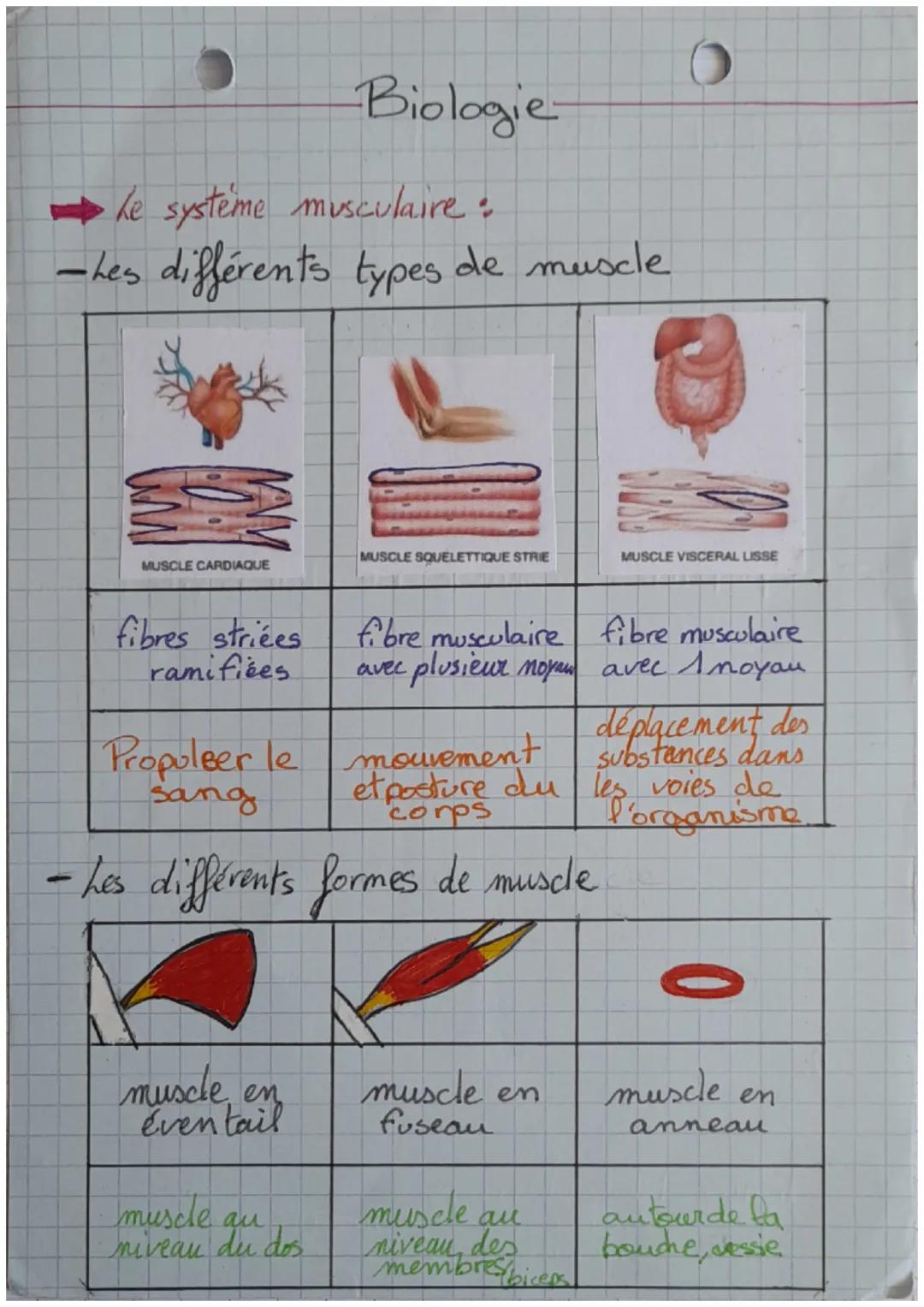 -Biologie-
Le système musculaire :
-Les différents types de muscle
MUSCLE CARDIAQUE
fibres striées
ramifices
MUSCLE SQUELETTIQUE STRIE
Propu