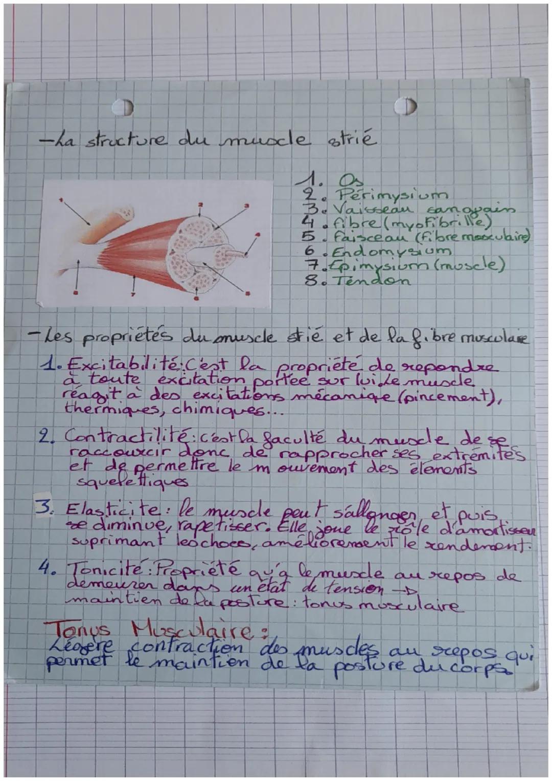 -Biologie-
Le système musculaire :
-Les différents types de muscle
MUSCLE CARDIAQUE
fibres striées
ramifices
MUSCLE SQUELETTIQUE STRIE
Propu
