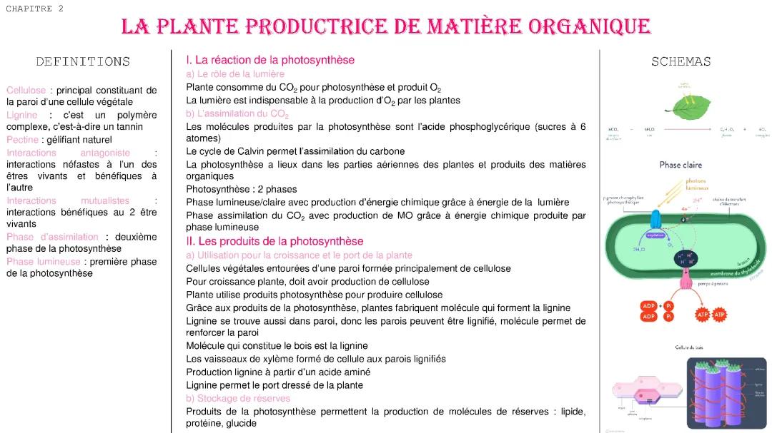 La plante productrice de matière organique 