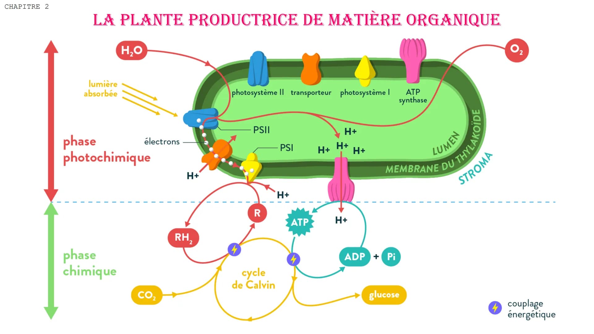 CHAPITRE 2
LA PLANTE PRODUCTRICE DE MATIÈRE ORGANIQUE
I. La réaction de la photosynthèse
a) Le rôle de la lumière
Plante consomme du CO₂ pou