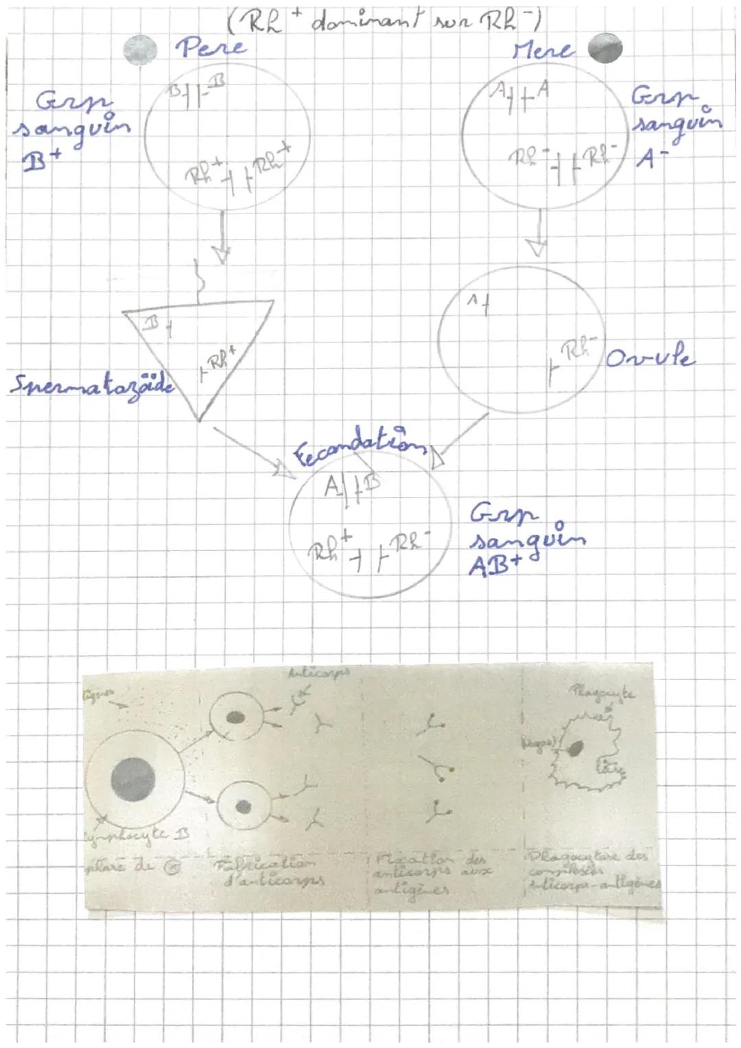 - 
• SVT

calcul IMC:
JMC = masse ÷ (raille x taille)
(Inc = indice de masse corporel)
Nanger 'equibré :
- manger autant d'energie que modre
