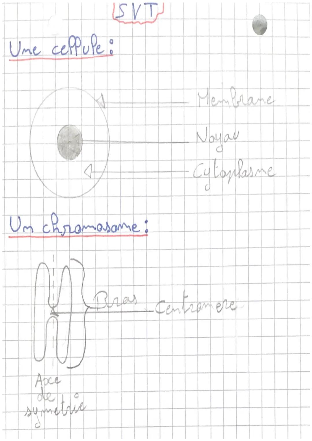 - 
• SVT

calcul IMC:
JMC = masse ÷ (raille x taille)
(Inc = indice de masse corporel)
Nanger 'equibré :
- manger autant d'energie que modre