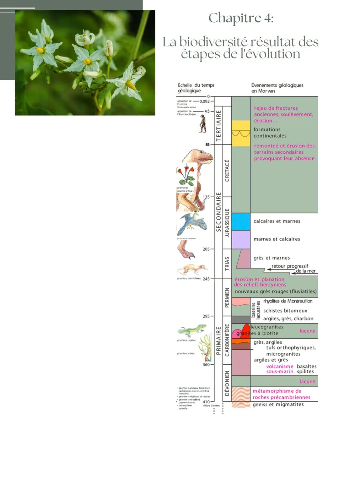 Chapitre 4:

La biodiversité résultat des
étapes de l'évolution

RAPPEL

Espèce: si il se ressemble génétiquement, il peuvent se
reproduire 
