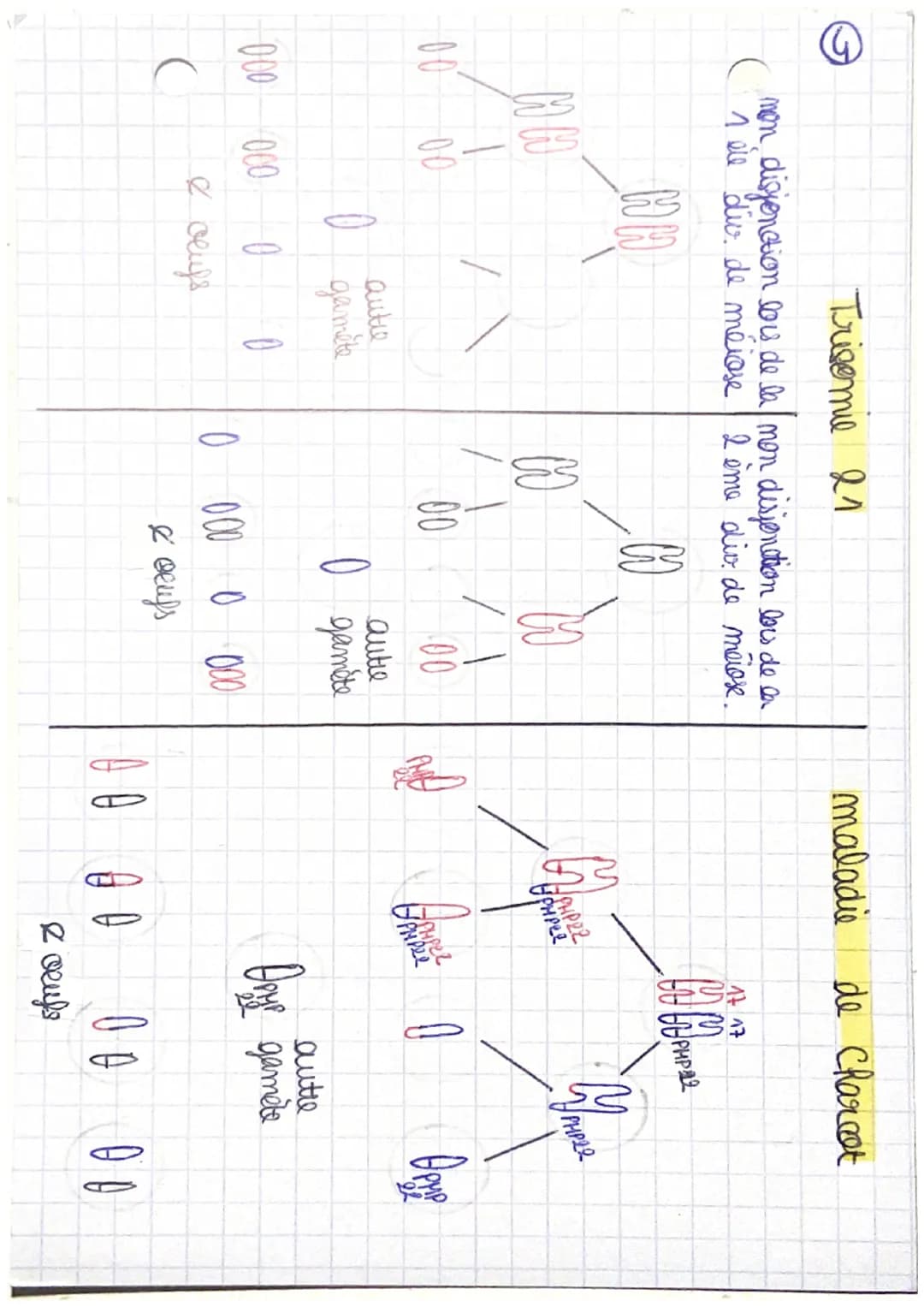 CRpl la complexification
générale
des génomes transferts
horizontaux et endosymbioses.
I/ Les transferts horizontause de matériel génétique
