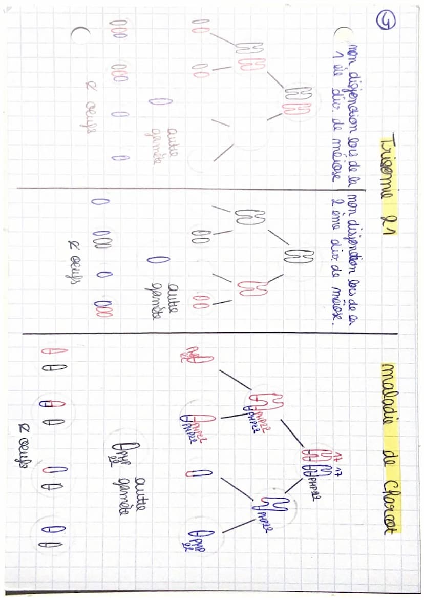 CRpl la complexification
générale
des génomes transferts
horizontaux et endosymbioses.
I/ Les transferts horizontause de matériel génétique
