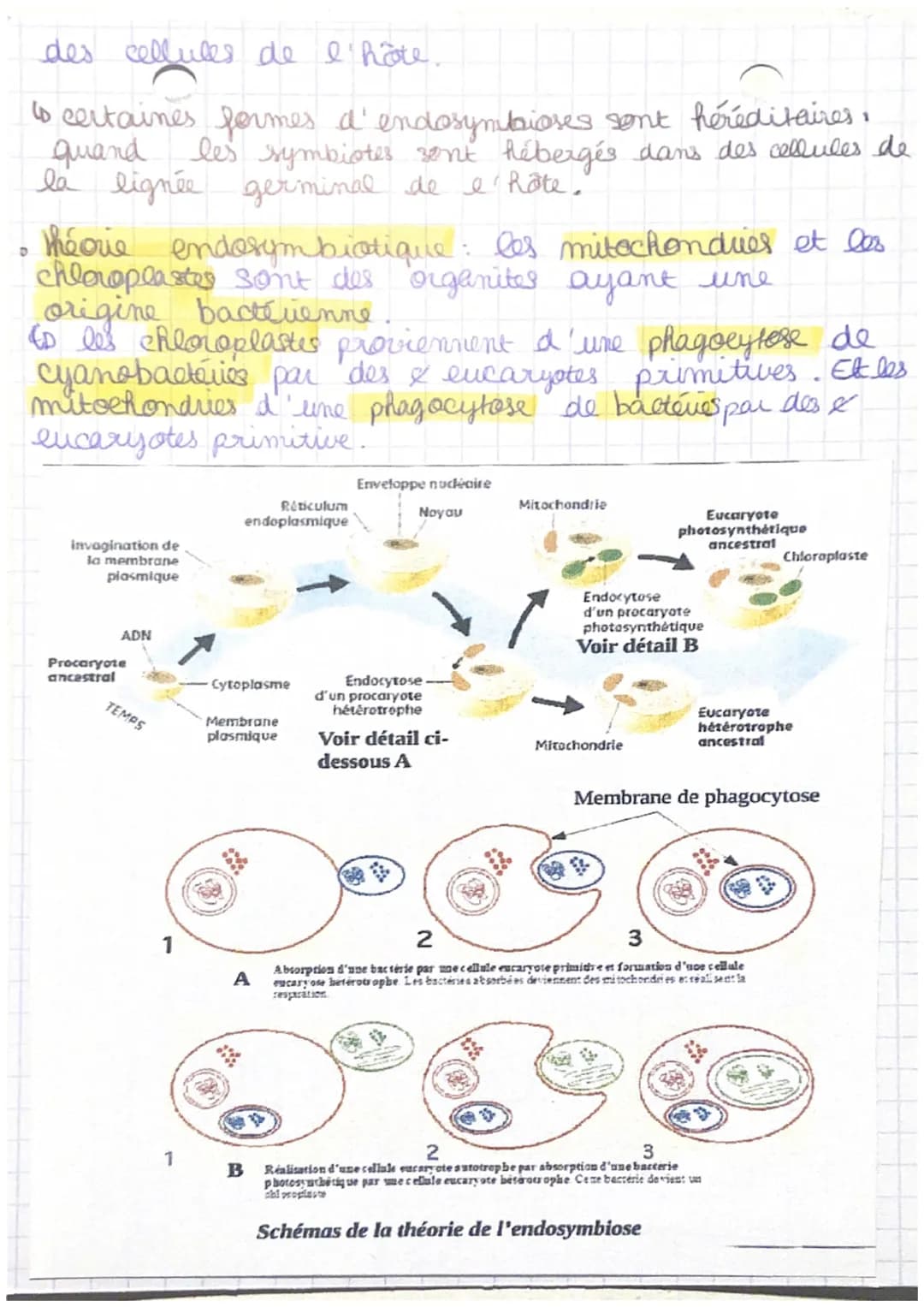 CRpl la complexification
générale
des génomes transferts
horizontaux et endosymbioses.
I/ Les transferts horizontause de matériel génétique
