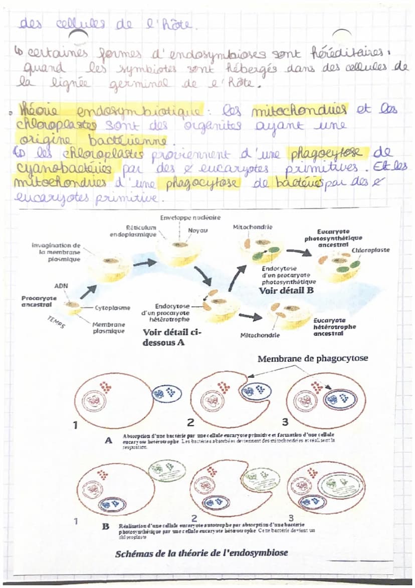 CRpl la complexification
générale
des génomes transferts
horizontaux et endosymbioses.
I/ Les transferts horizontause de matériel génétique
